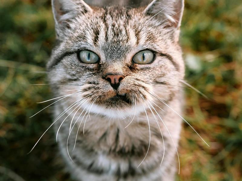 Nullam ipsum ante, tincidunt ut purus at, ultricies mollis est [FR]