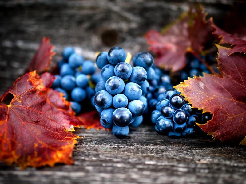 L’automne des vendanges. Une histoire de famille en Bourgogne