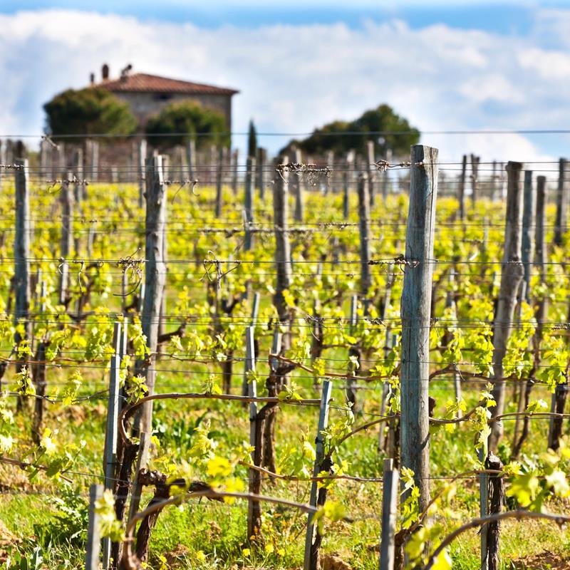 Italiens Weinvielfalt bei uns im Sortiment