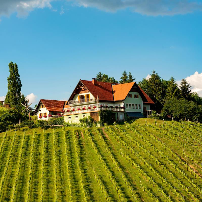 Niederösterreich - Wijnen