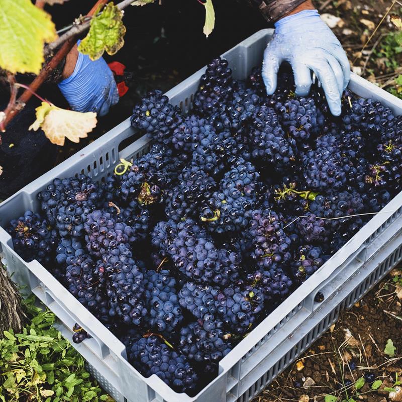 Côtes-du-Rhône - Vins
